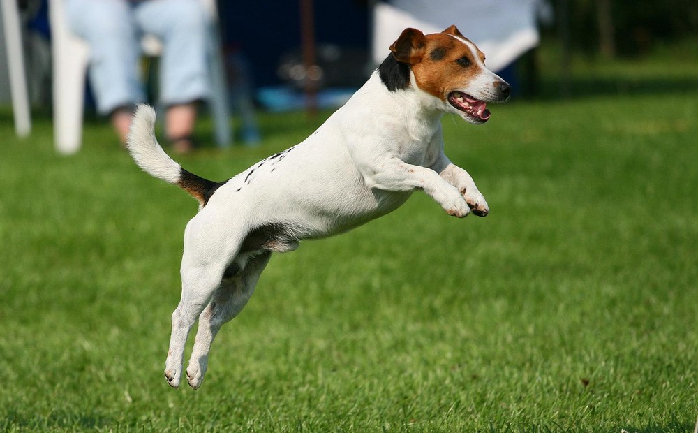 Jack Russel Terrier Foto & Bild dies und das Bilder auf