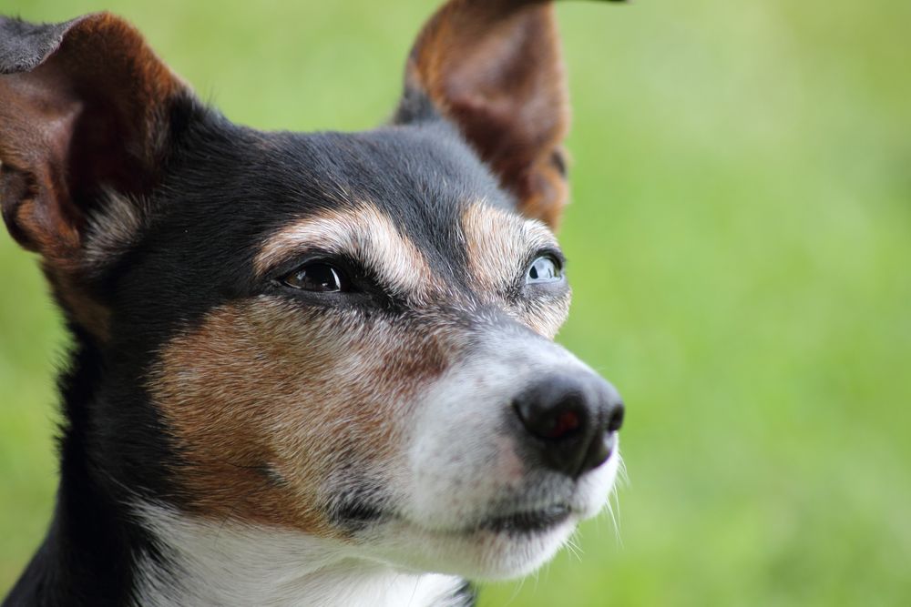 Jack Russel Terrier