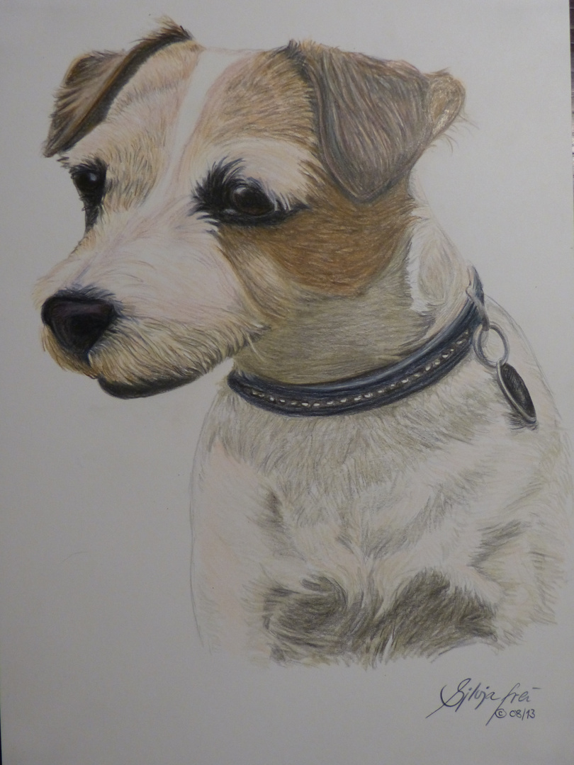 Jack Russel Terrier