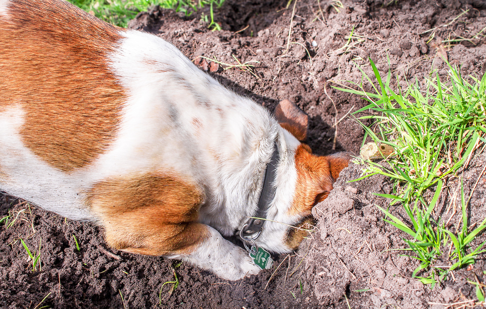 Jack Russel Terrier