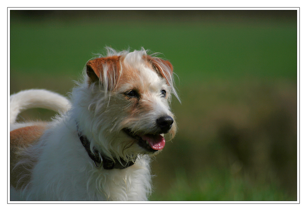 Jack - Russel - Terrier einer lieben Bekannten