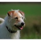 Jack - Russel - Terrier einer lieben Bekannten