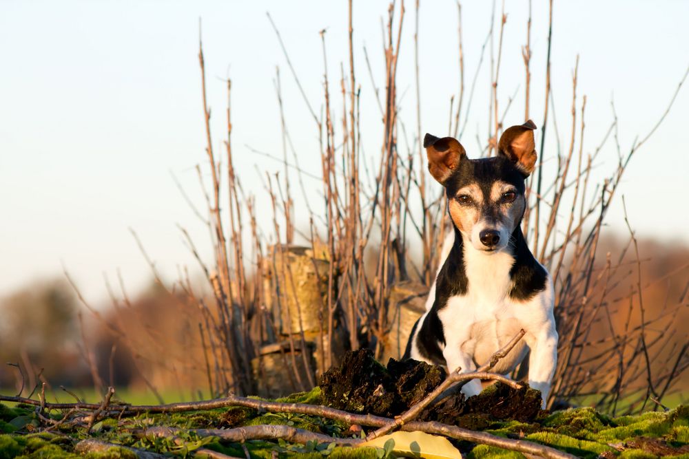 Jack Russel Terrier im Moor