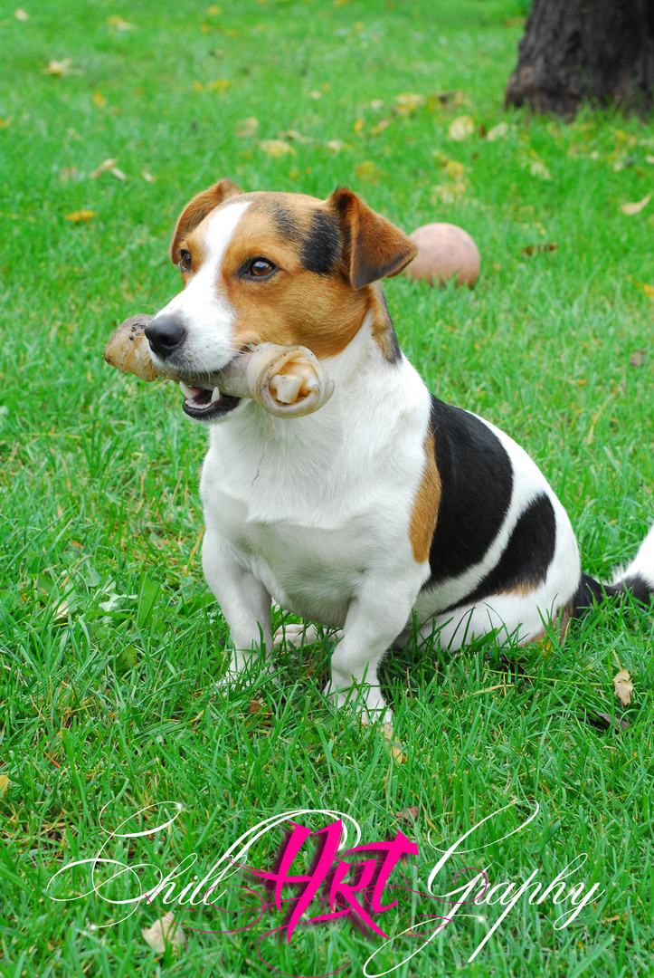 Jack Russel Terrier mit Knochen