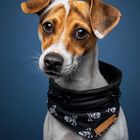 Jack Russel Terrier vor blauem Hintergrund