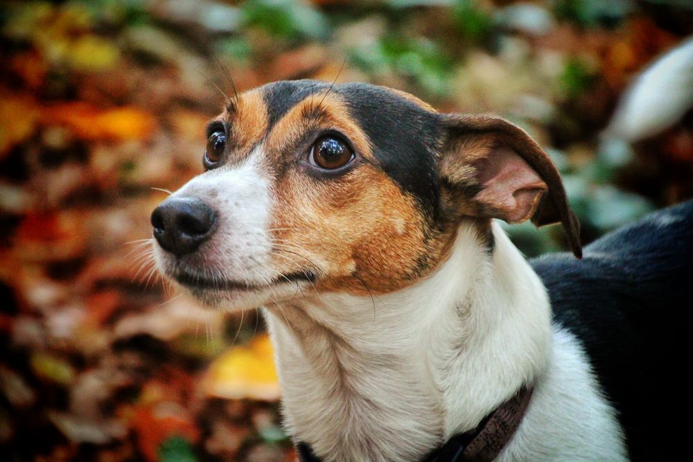 Jack Russel - unser Paul 2