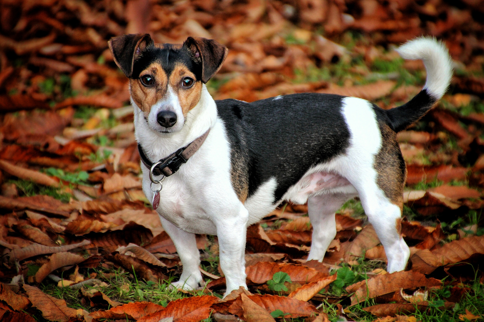 Jack Russel - unser Paul