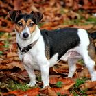 Jack Russel - unser Paul