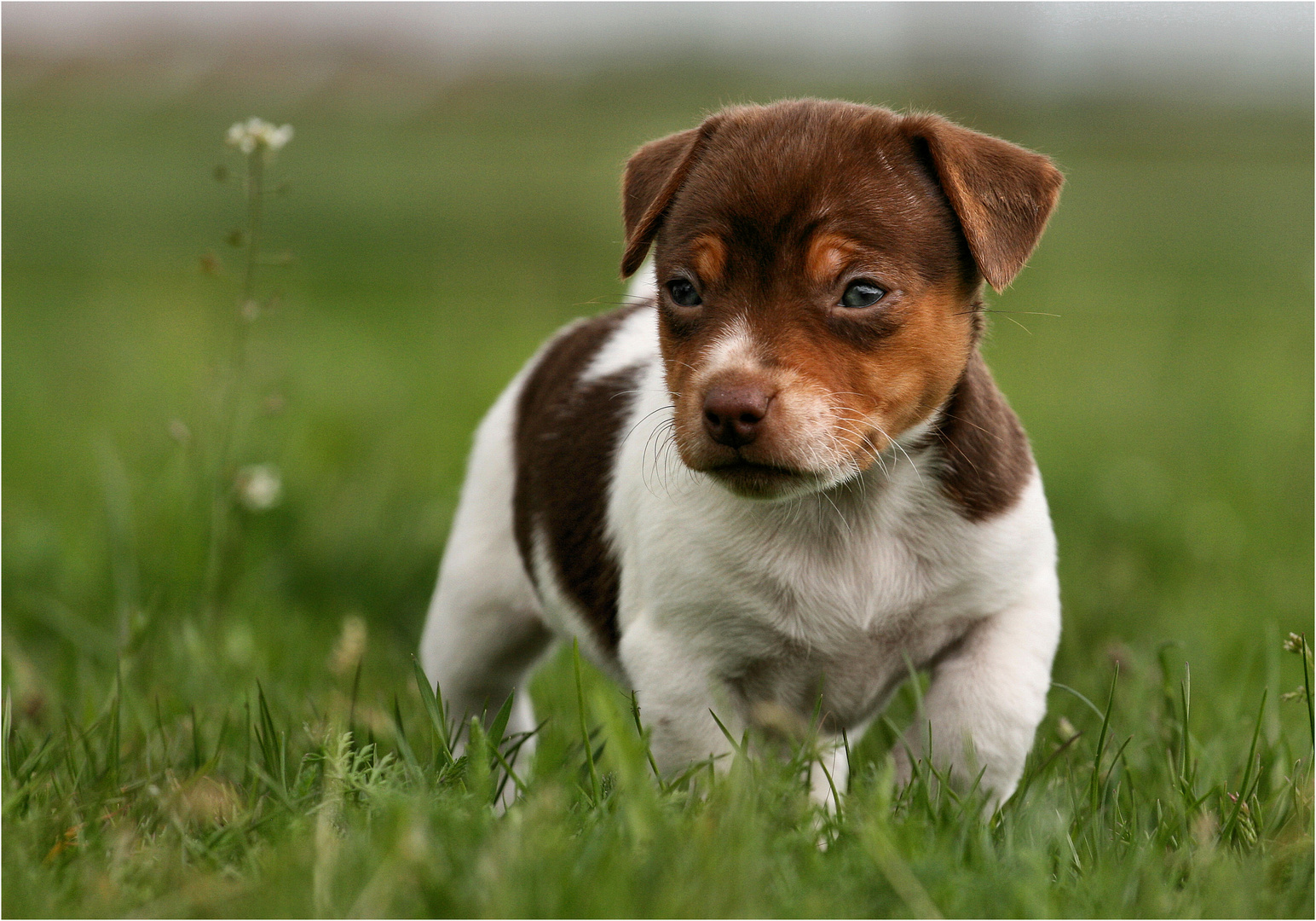 Jack Russel Welpe