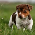 Jack Russel Welpe