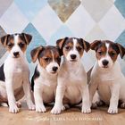 Jack Russel Welpen