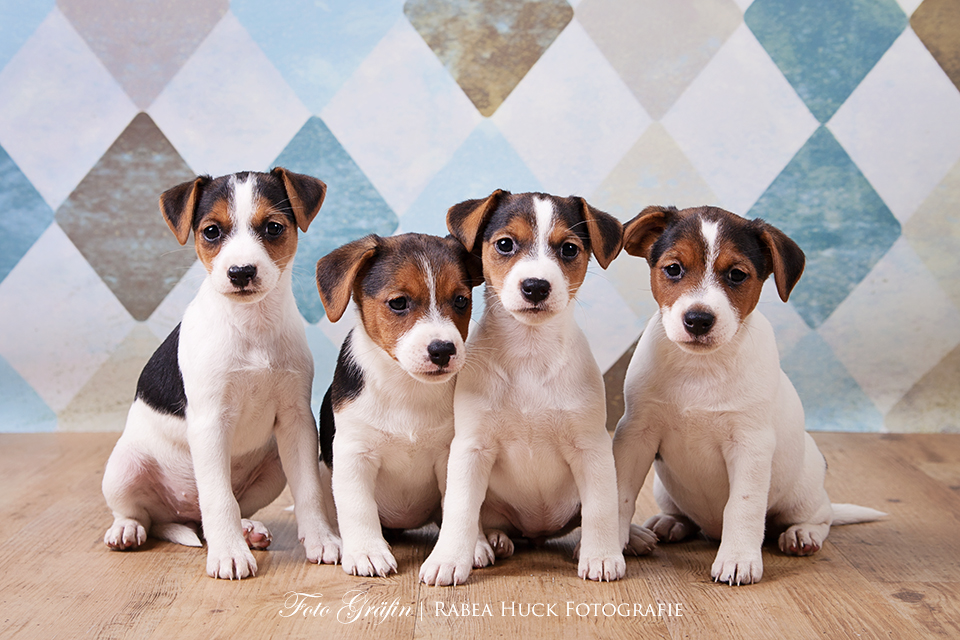Jack Russel Welpen Foto Bild tiere, tierkinder, hunde Bilder auf fotocommunity Jack Russel Welpen Foto Bild tiere, tierkinder, hunde Bilder auf fotocommunity