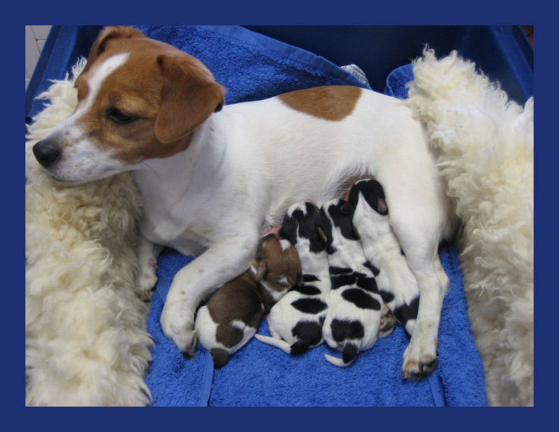 JackRusselWelpen Teil 2 Foto Bild tiere, haustiere, hunde Bilder auf fotocommunity JackRusselWelpen Teil 2 Foto Bild tiere, haustiere, hunde Bilder auf fotocommunity