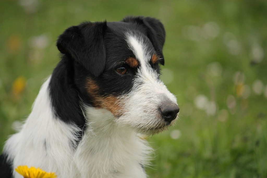 Jack Russel Willi