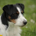 Jack Russel Willi