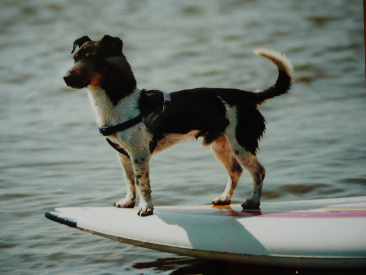 Jack Russel  " Wo bleibt der Wind "