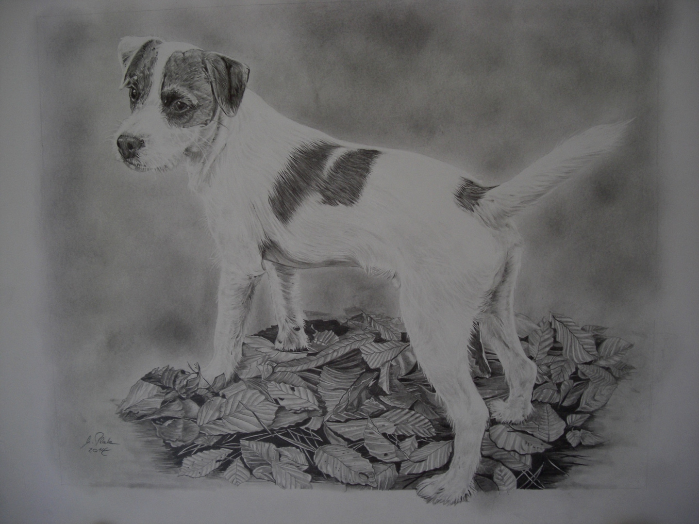 Jack Russell