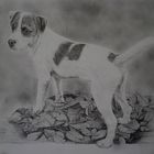 Jack Russell