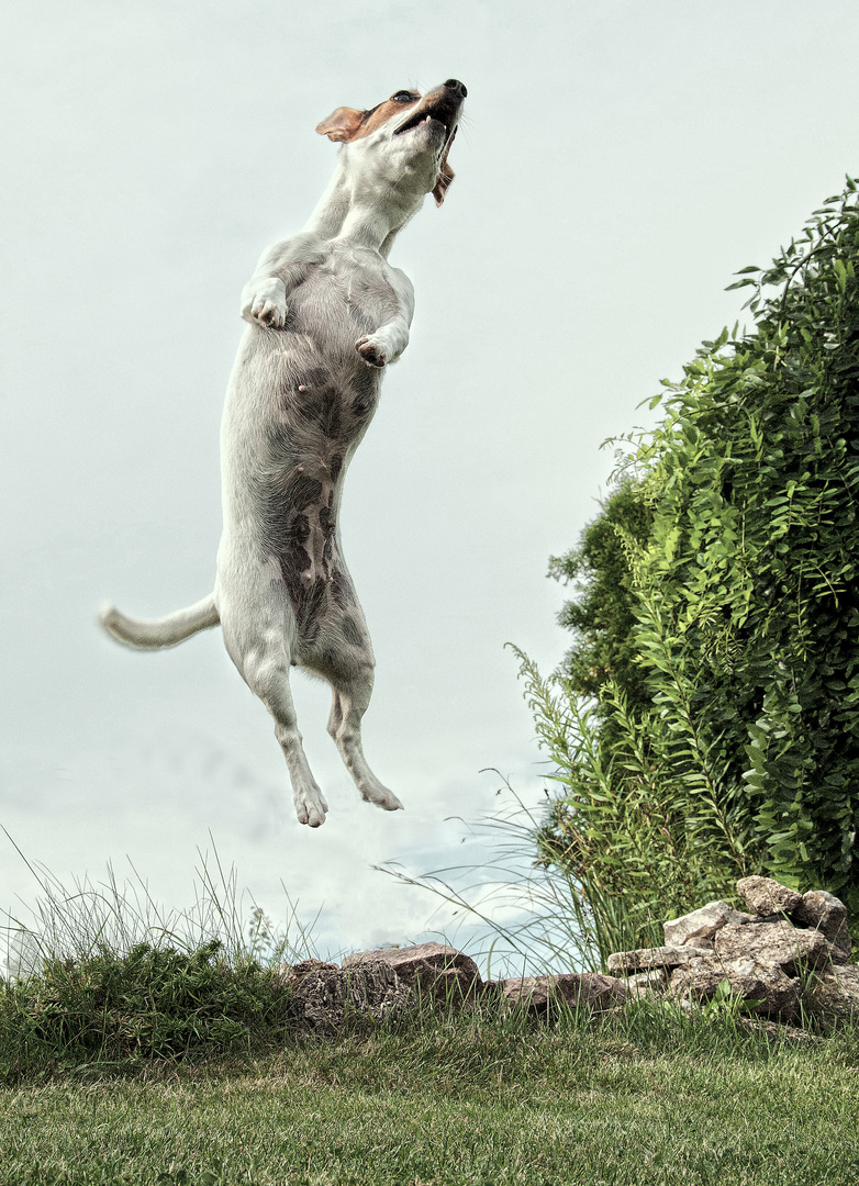 Jack Russell at a Jump