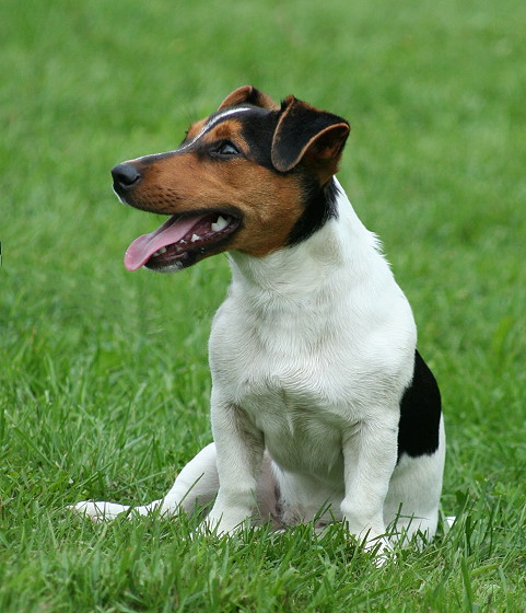 Jack Russell