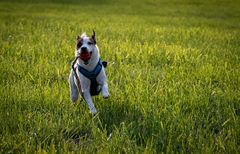 Jack Russell bei der Arbeit