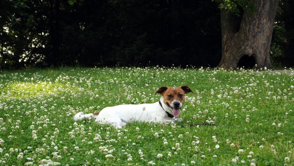 Jack Russell