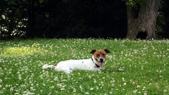 Jack Russell