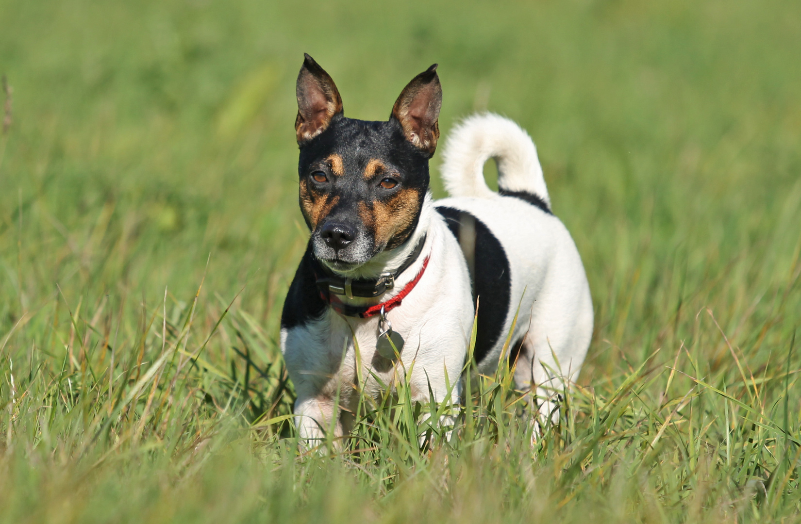 Jack Russell