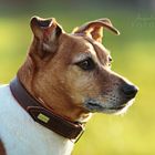 Jack Russell Dame Dana