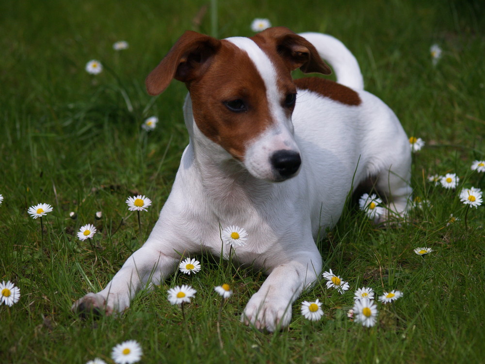 Jack Russell im Frühling