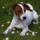 Jack Russell im Frühling