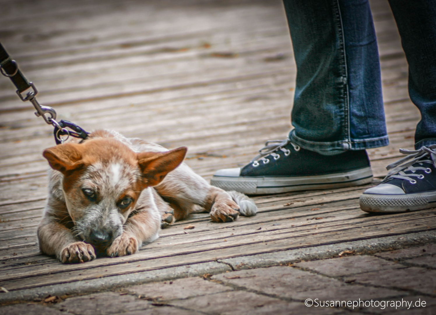 Jack Russell in the City