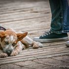 Jack Russell in the City