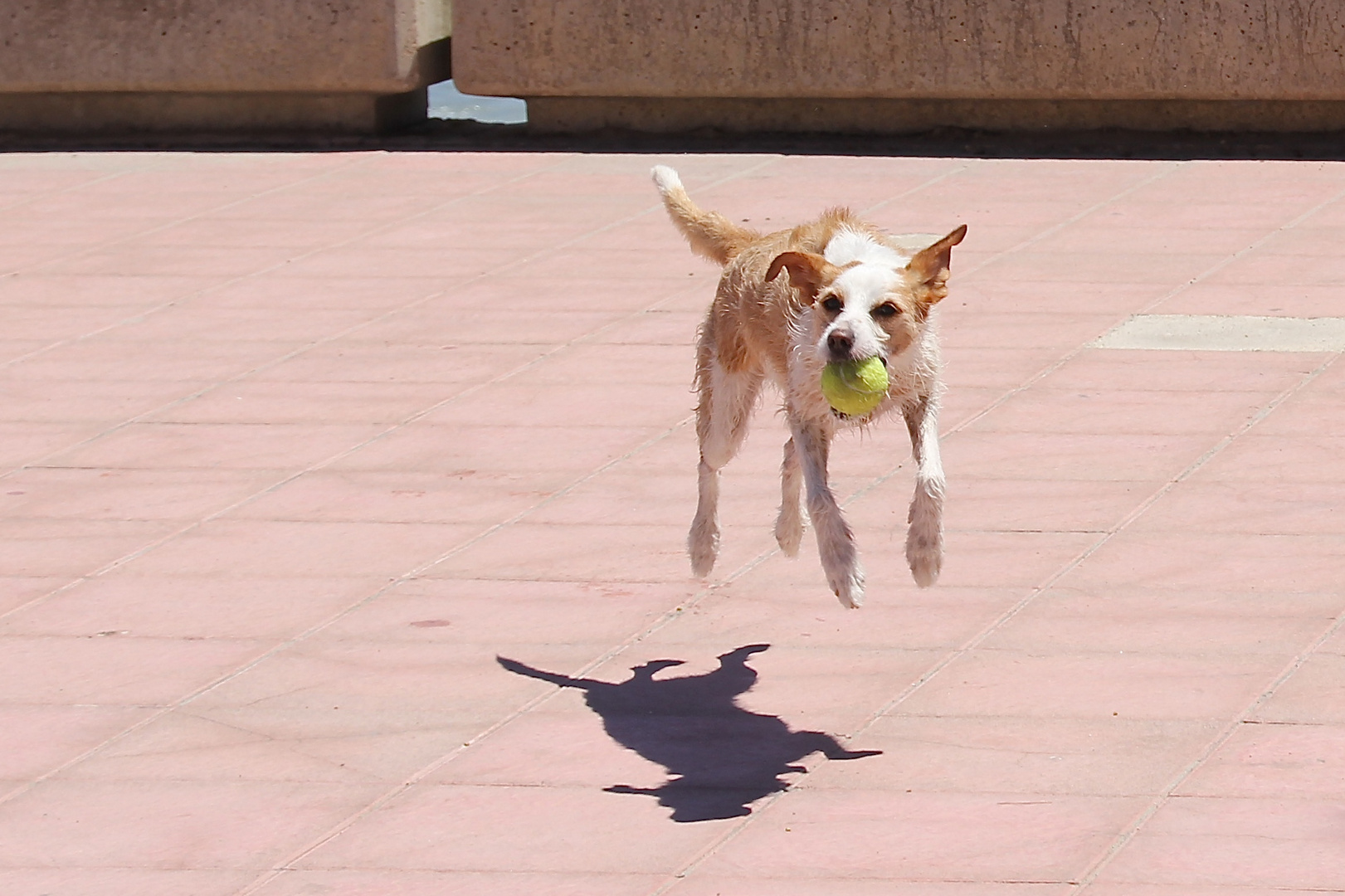 JACK RUSSELL - Jumping Jack