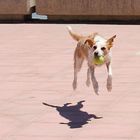 JACK RUSSELL - Jumping Jack