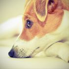Jack Russell Polly