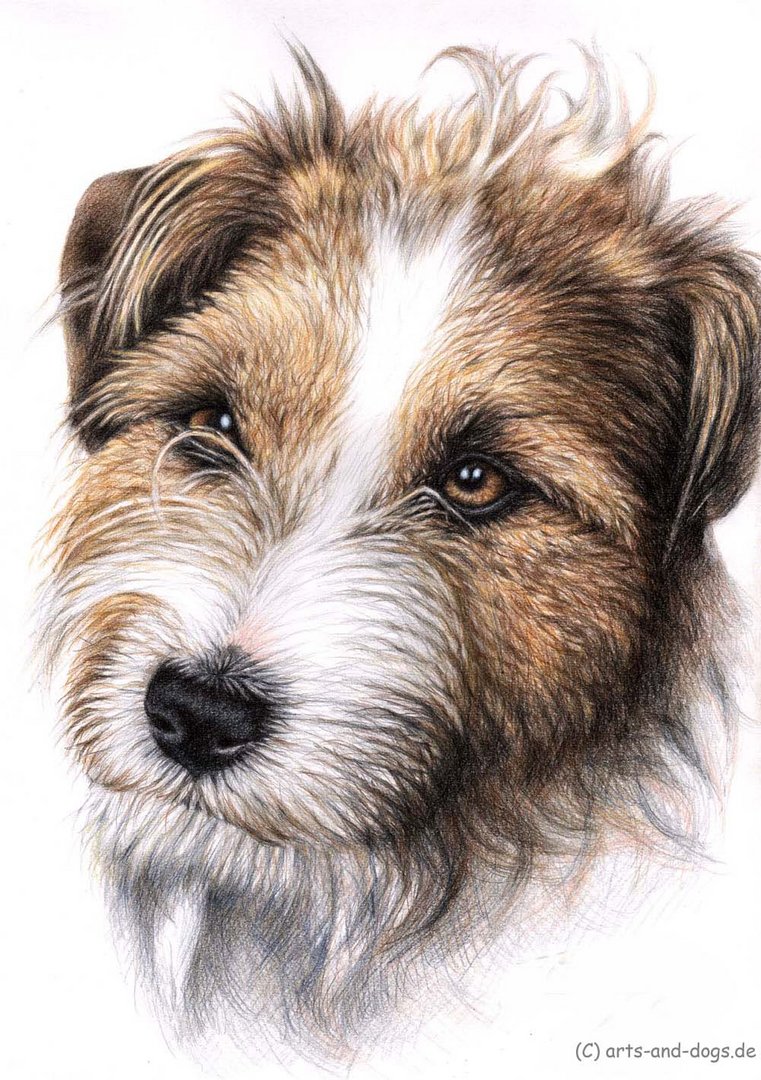 Jack Russell Portrait