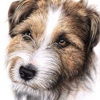 Jack Russell Portrait