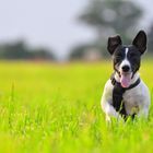 Jack Russell Rennmaschine