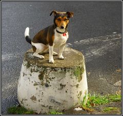 Jack Russell - Sitz