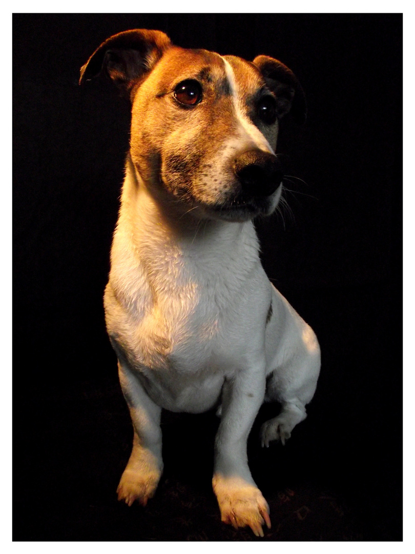 Jack Russell Terrier