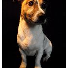 Jack Russell Terrier