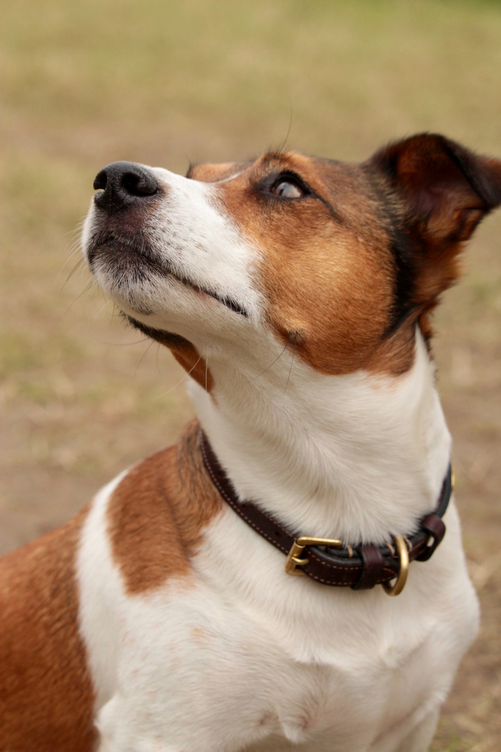 Jack Russell Terrier