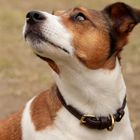 Jack Russell Terrier