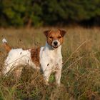 Jack Russell Terrier *