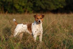 Jack Russell Terrier *