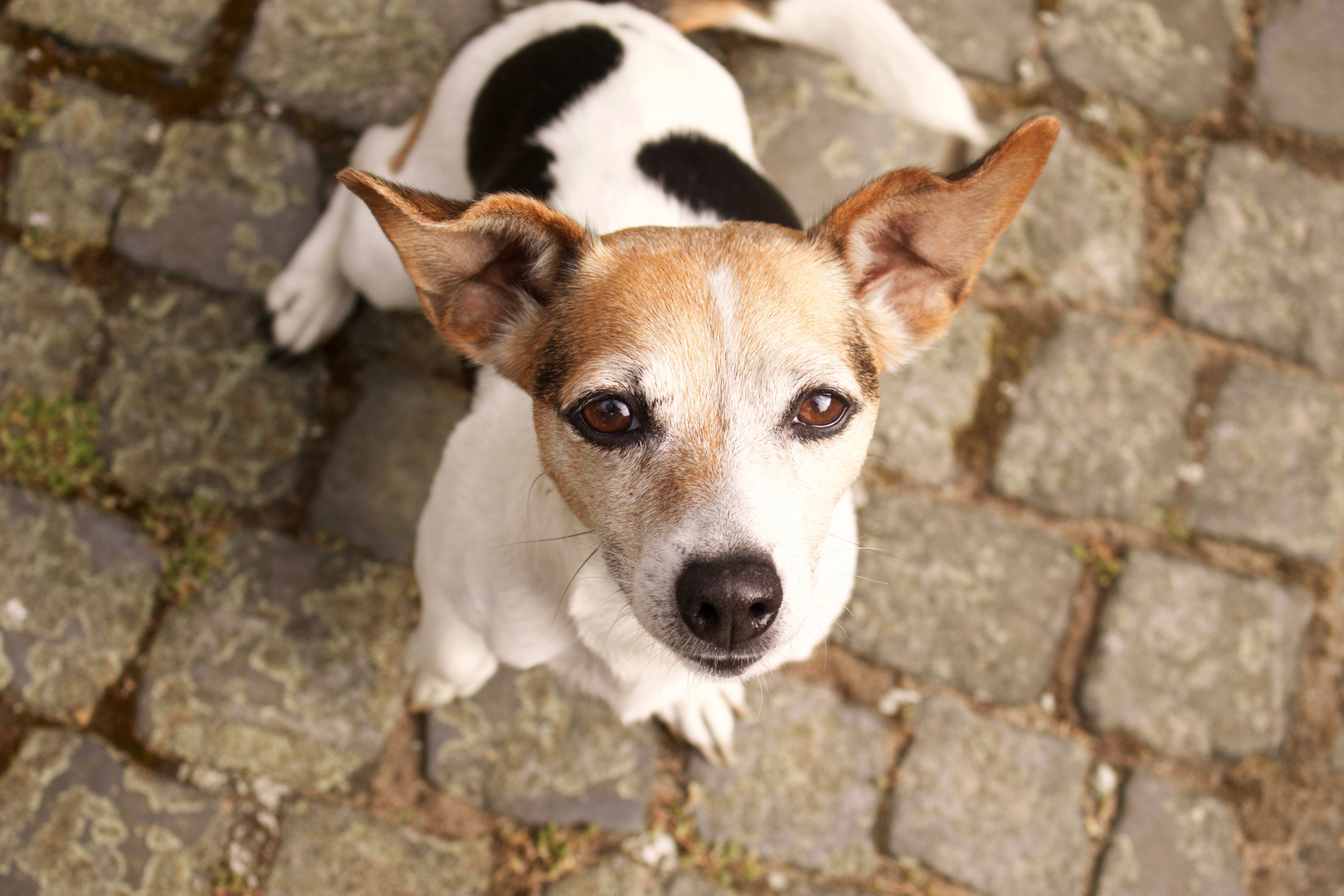 Jack Russell Terrier