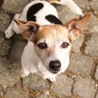 Jack Russell Terrier