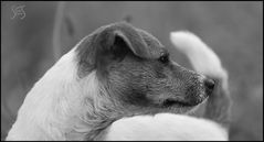 Jack Russell Terrier