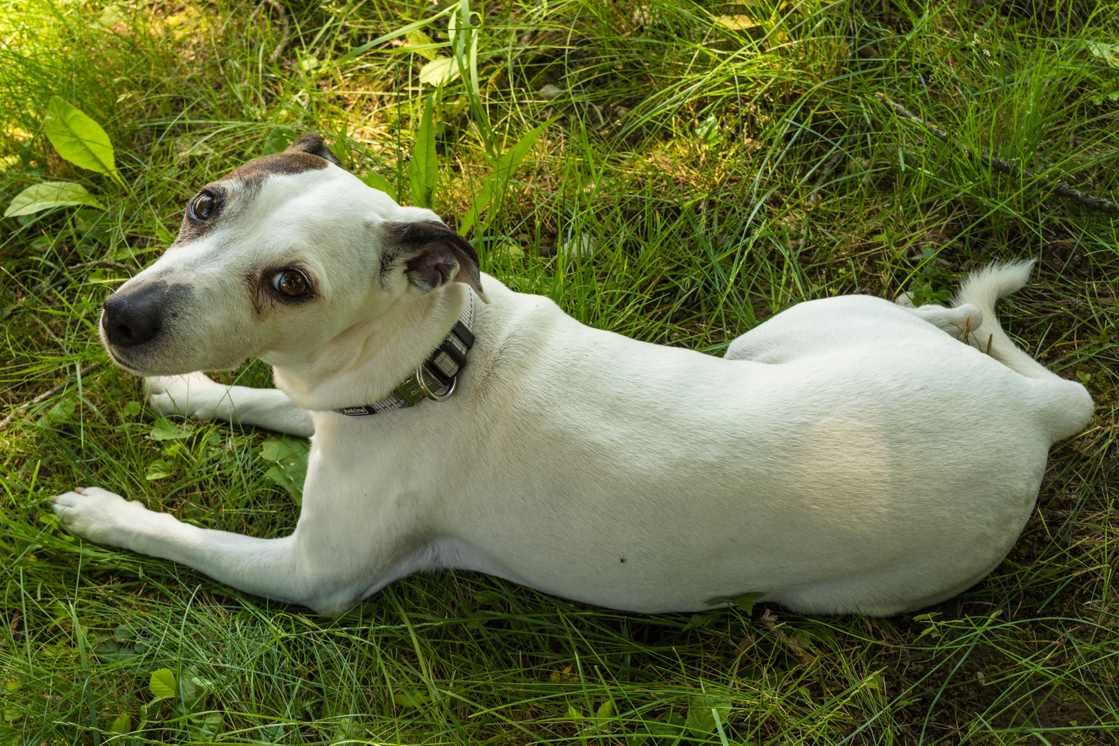 Jack Russell Terrier